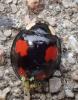 Harmonia axyridis